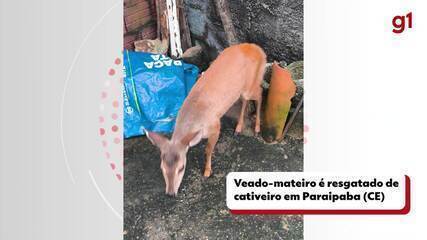 Veado-mateiro é resgatado em casa na zona rural de Paraipaba, na Grande Fortaleza.